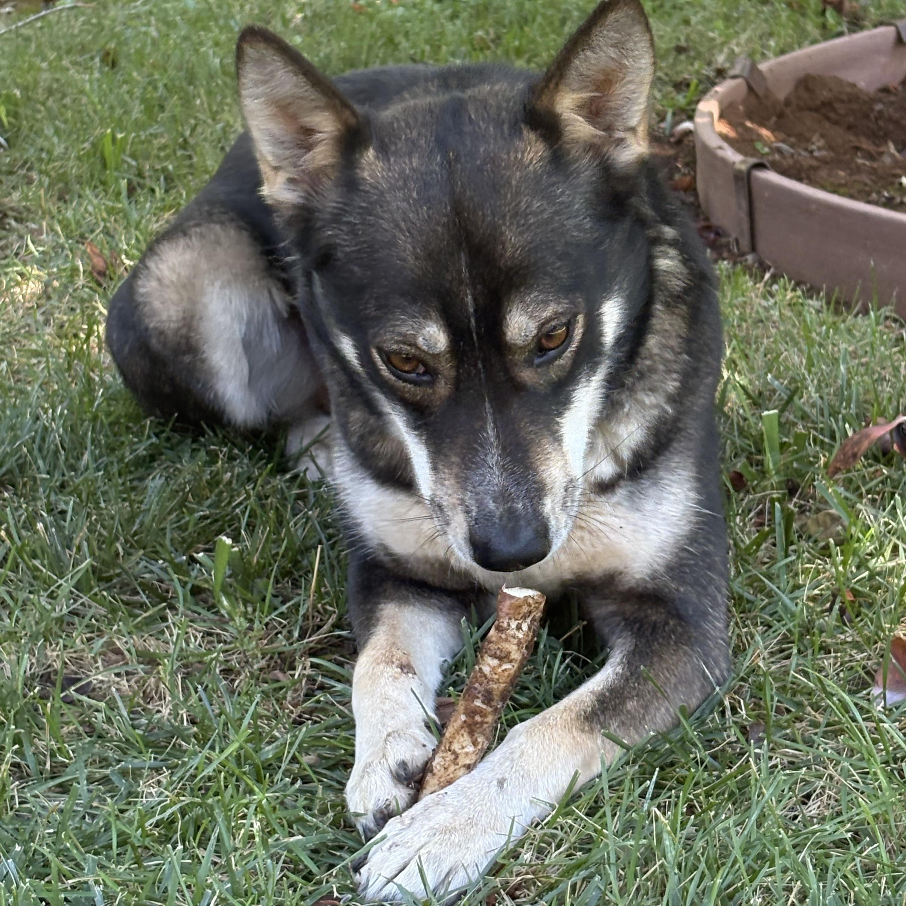 Magnolia, a Adoptable mixed breed in Rough And Ready, CA image 1/6