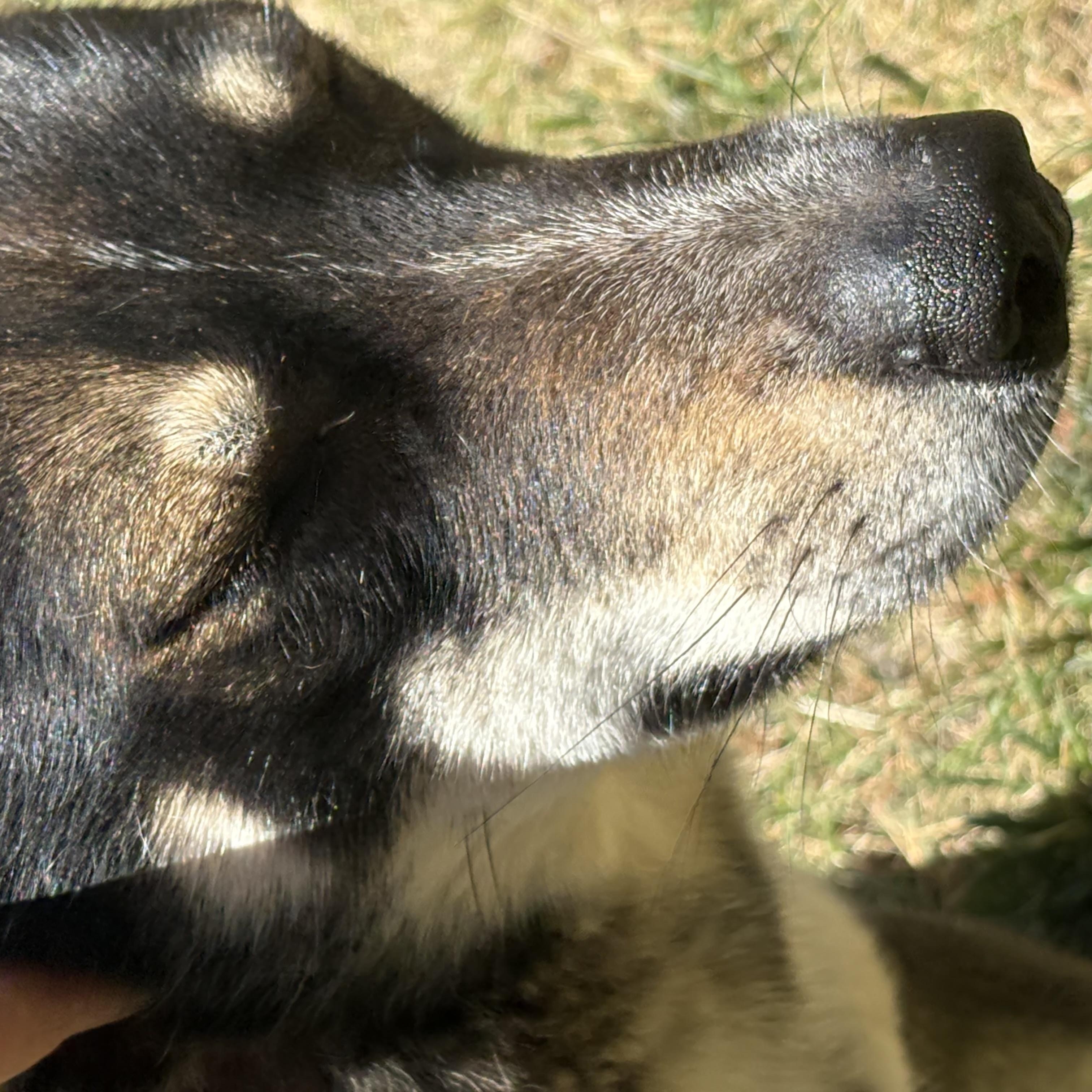Magnolia, a Adoptable mixed breed in Rough And Ready, CA image 5/6