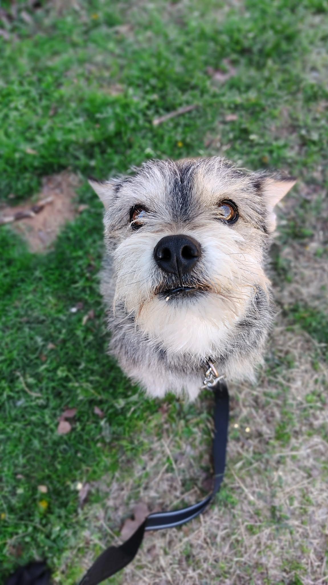 Enlarge King Bumi, a ADOPTABLE mixed breed in Oklahoma City, OK image 3/4