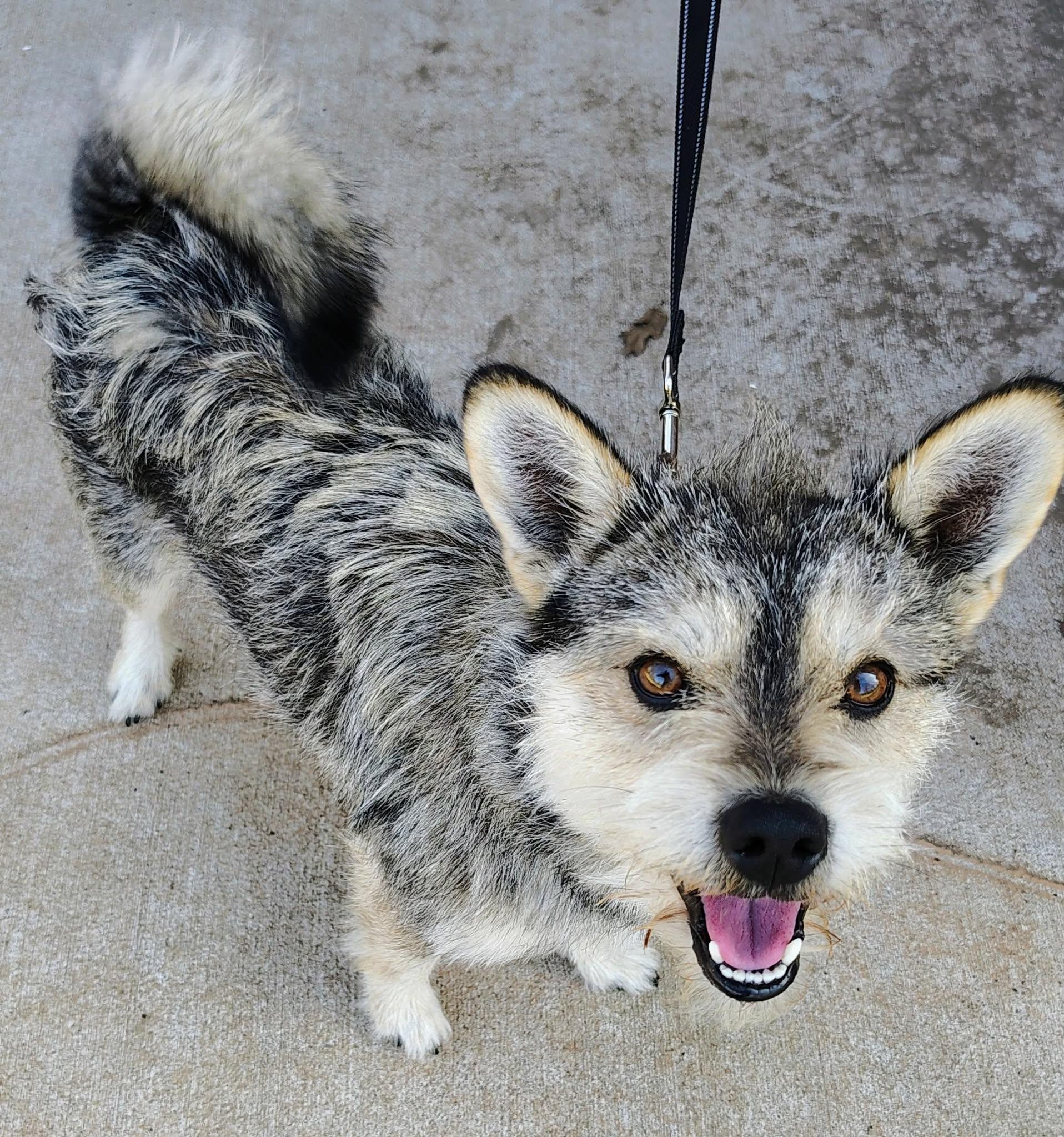 Enlarge King Bumi, a ADOPTABLE mixed breed in Oklahoma City, OK image 1/4