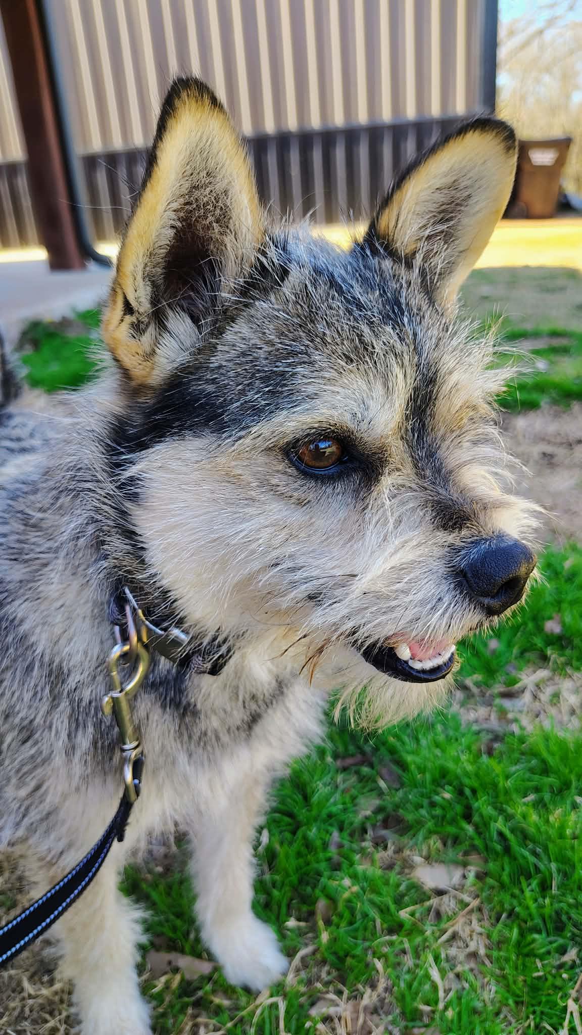 Enlarge King Bumi, a ADOPTABLE mixed breed in Oklahoma City, OK image 2/4