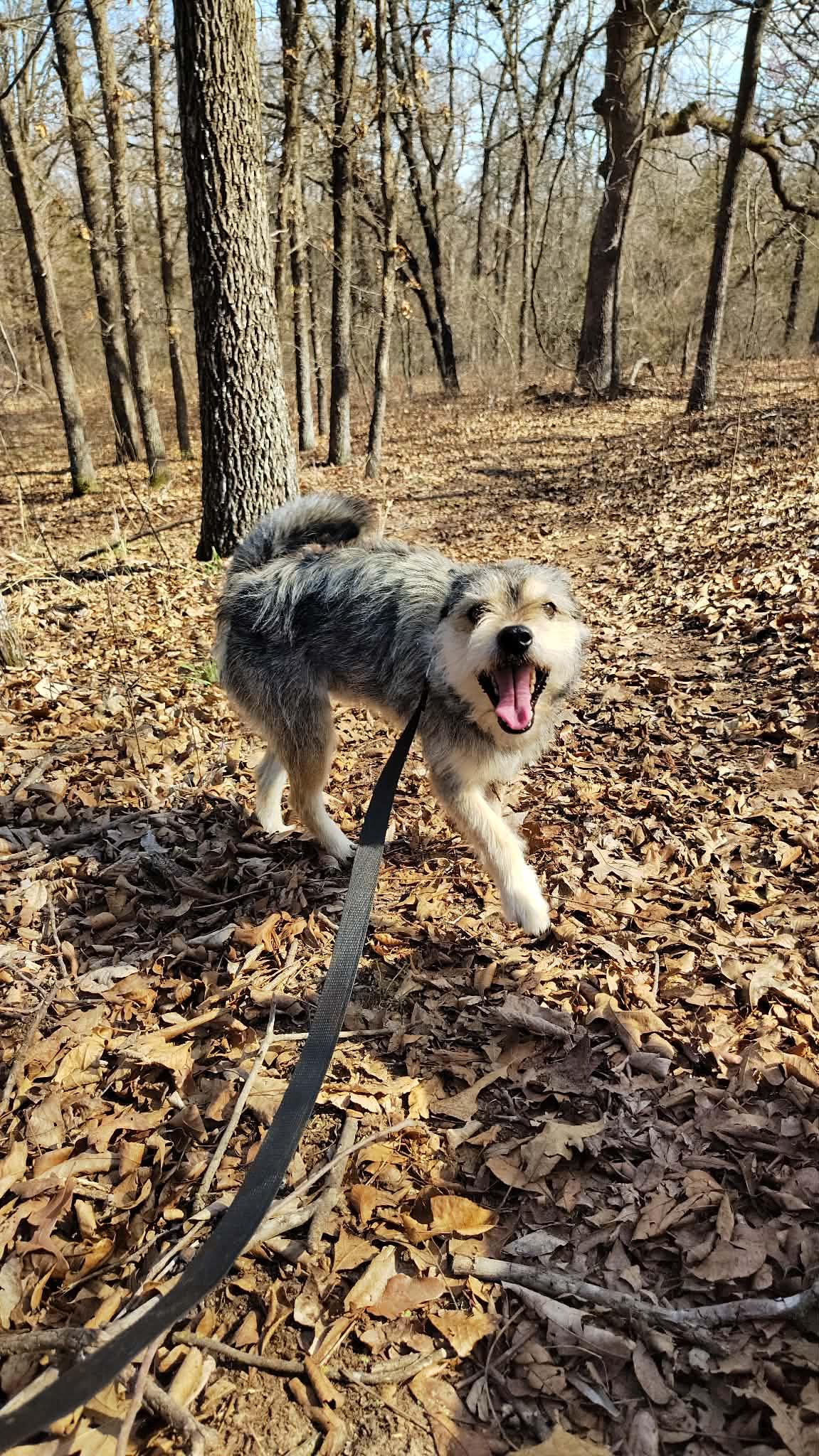Enlarge King Bumi, a ADOPTABLE mixed breed in Oklahoma City, OK image 4/4