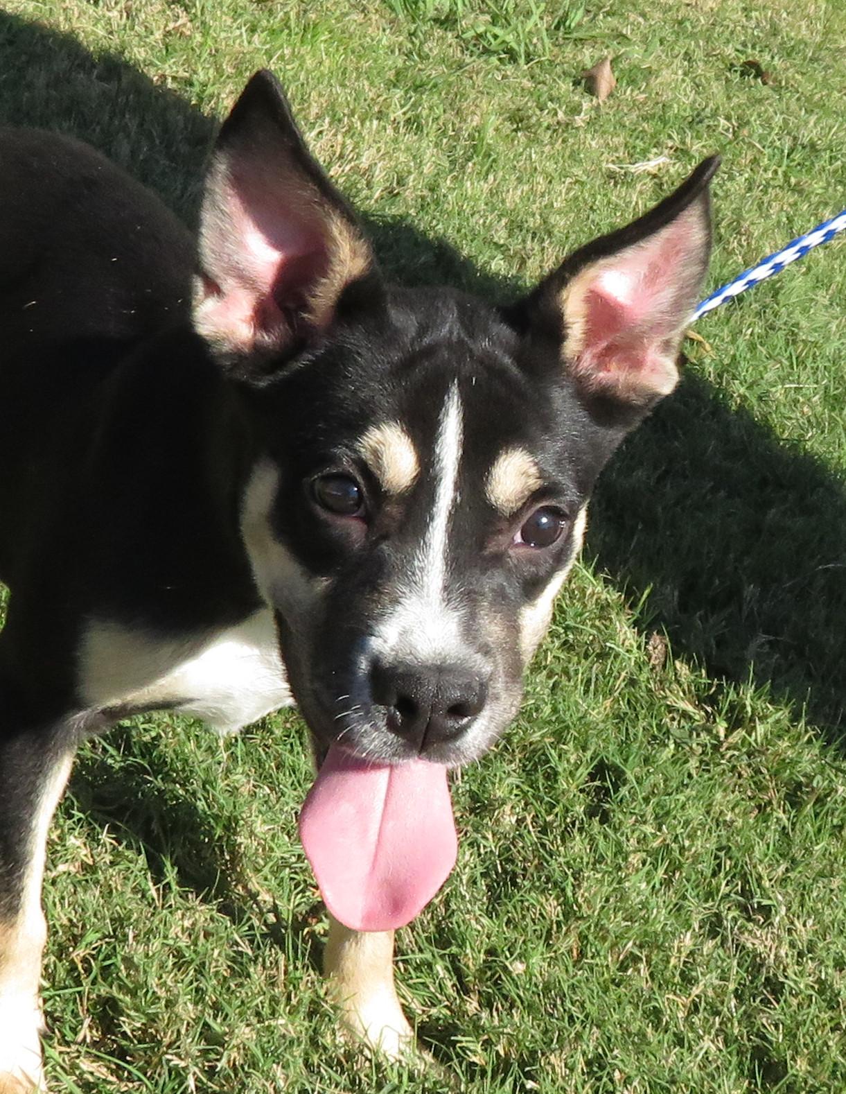 Prue, a Adoptable mixed breed in Nesbit, MS image 1/2