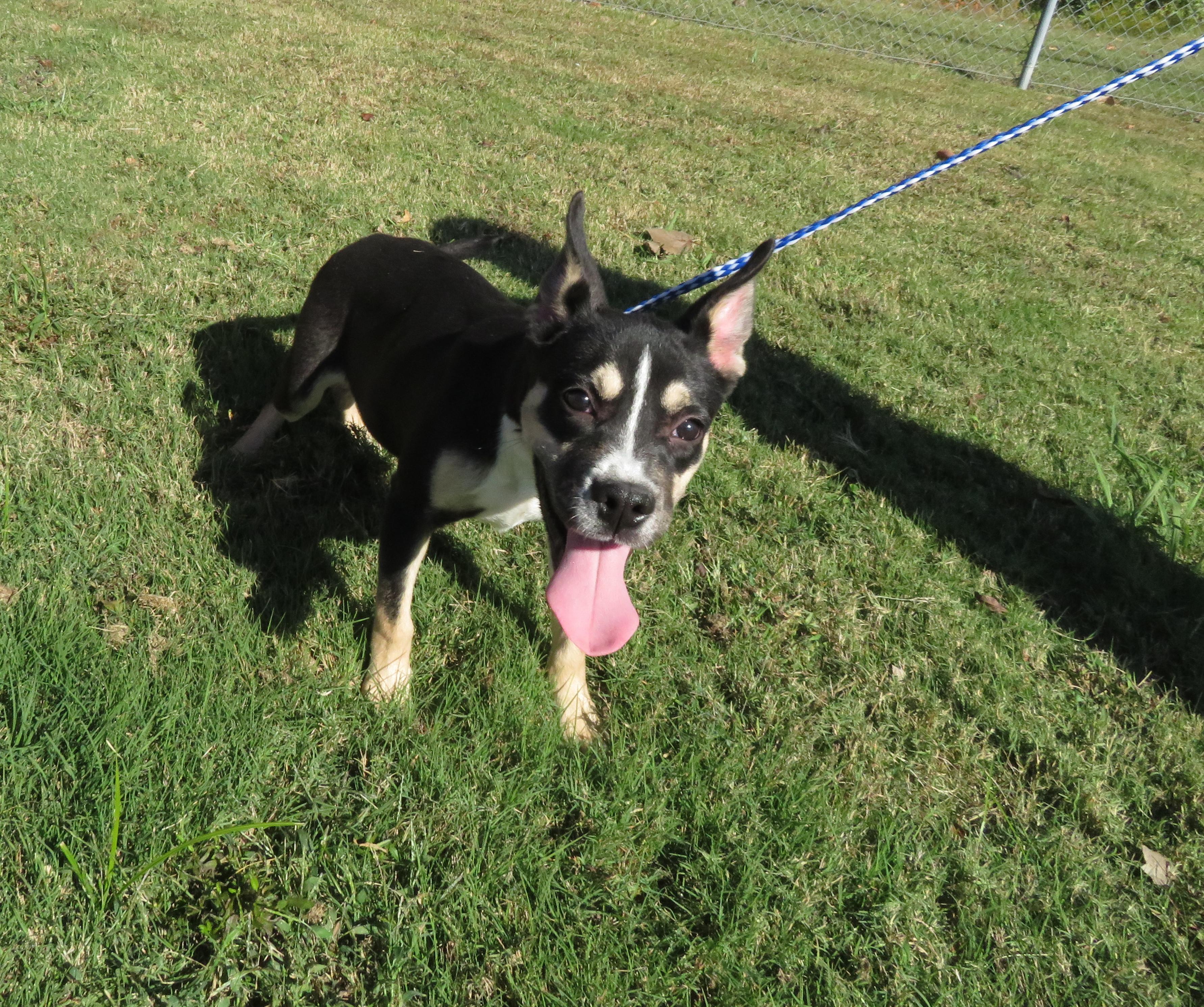 Prue, a Adoptable mixed breed in Nesbit, MS image 2/2