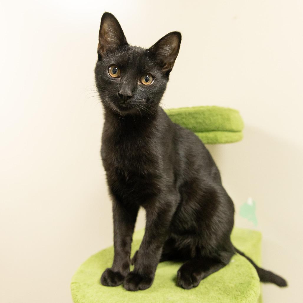 Danimal, Adoptable, Kitten Male Domestic Short Hair.