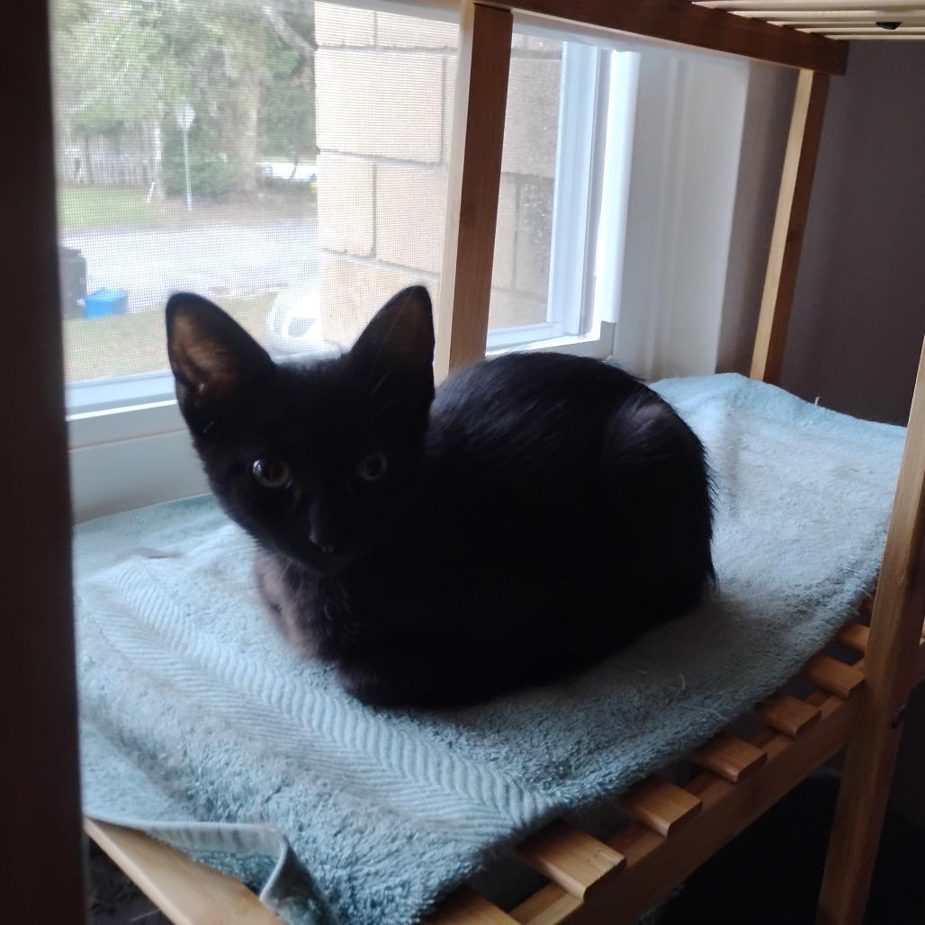 Danimal, a Adoptable Domestic Short Hair in Gainesville, FL image 3/6