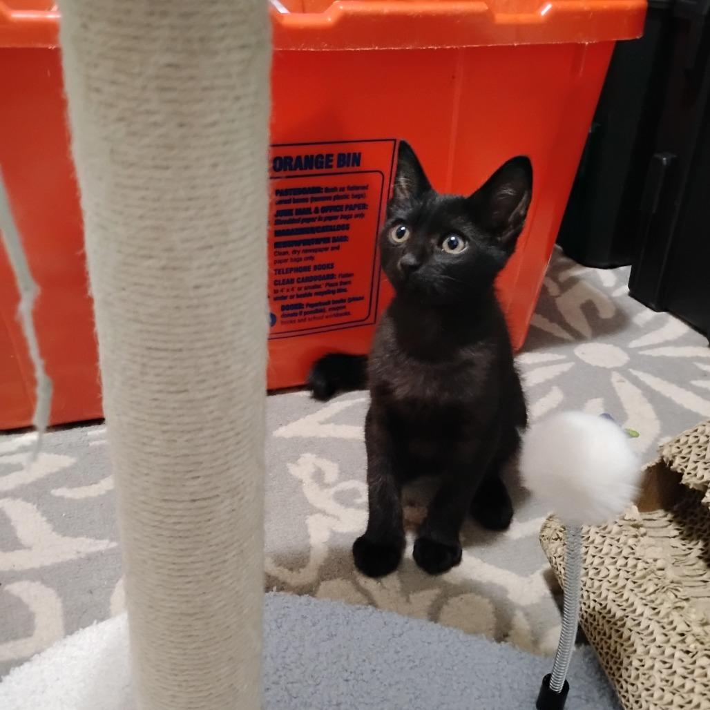 Danimal, a Adoptable Domestic Short Hair in Gainesville, FL image 4/6