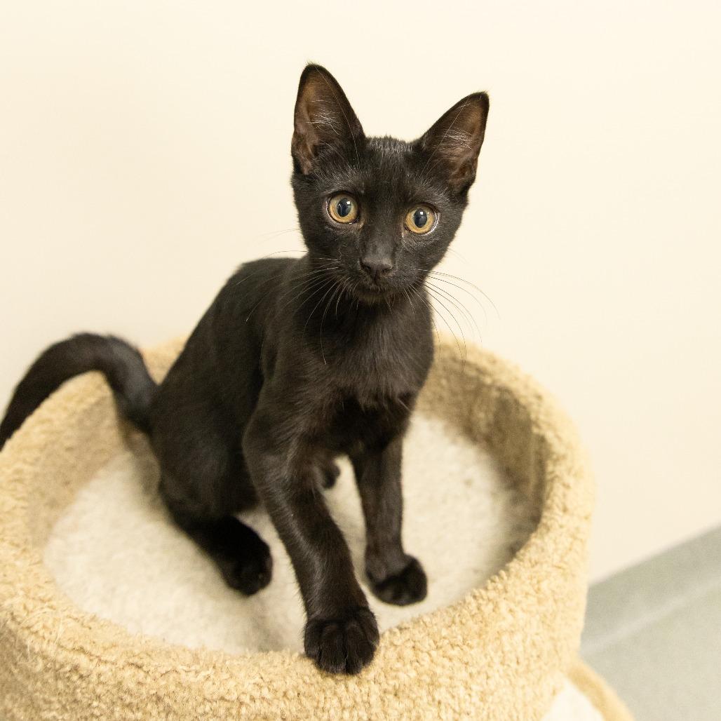 Danimal, a Adoptable Domestic Short Hair in Gainesville, FL image 5/6