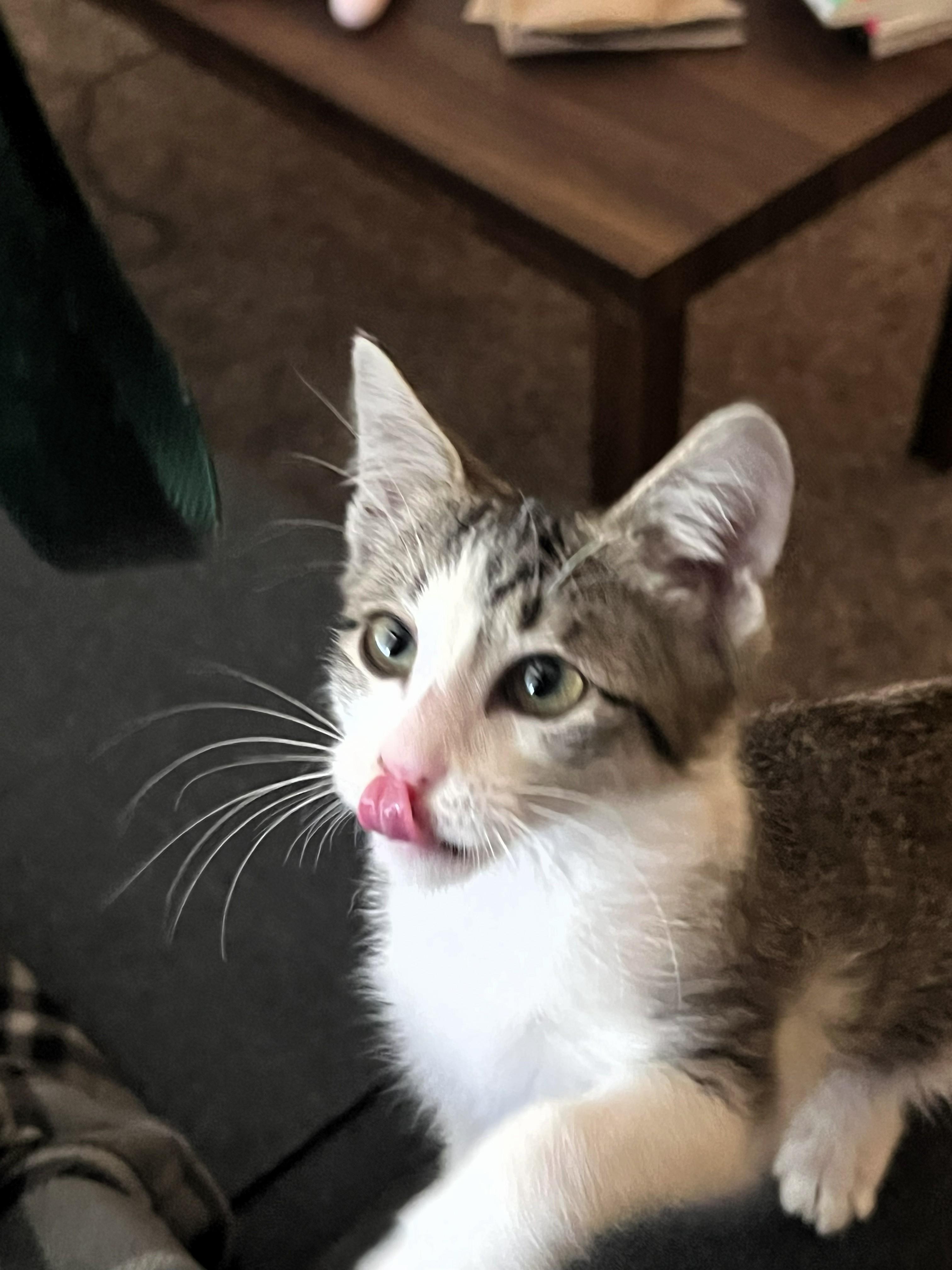 Enlarge Sienna, a Adoptable Domestic Short Hair in Salt Lake City, UT image 2/4
