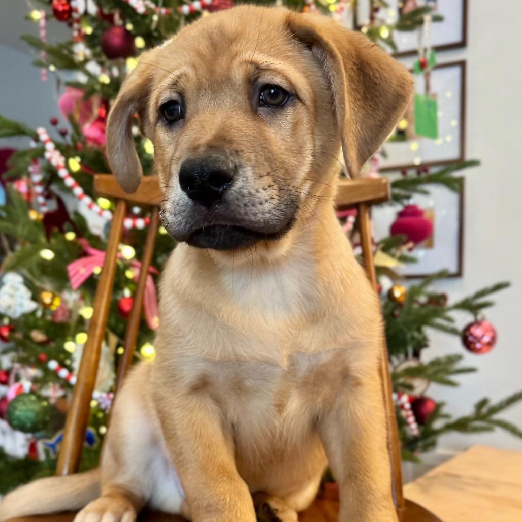 Hermey, Adoptable, Puppy Male Dogue de Bordeaux & Husky.