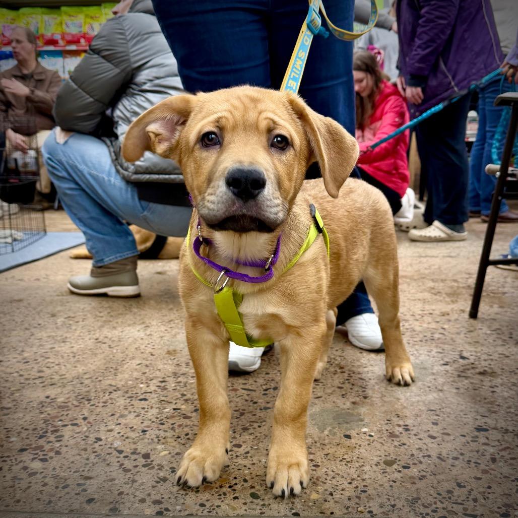 Enlarge Hermey, a Adoptable mixed breed in Crystal, MN image 2/3