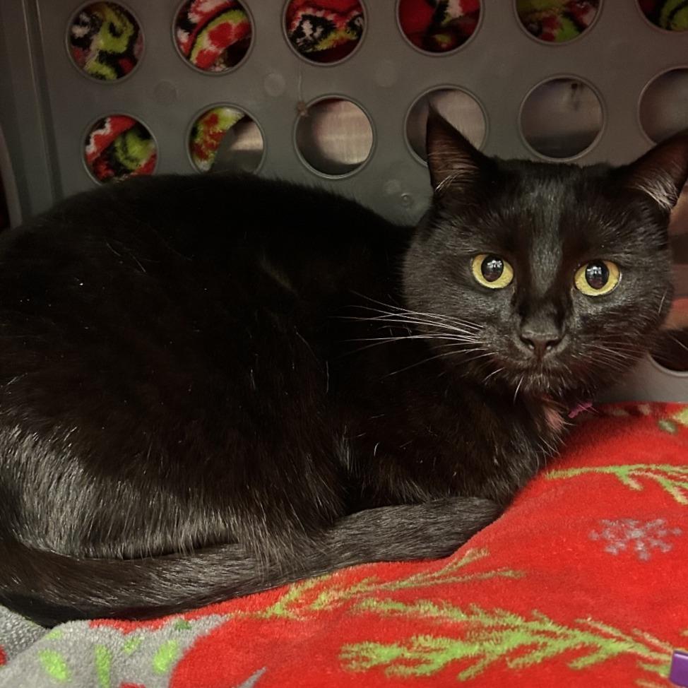 Earmuffs, Adoptable, Young Female Domestic Short Hair.