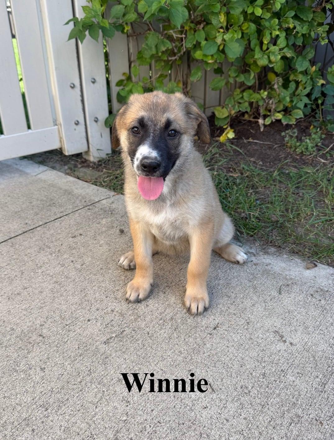 Enlarge Winnie, a Adopted mixed breed in Celina, OH image 4/4