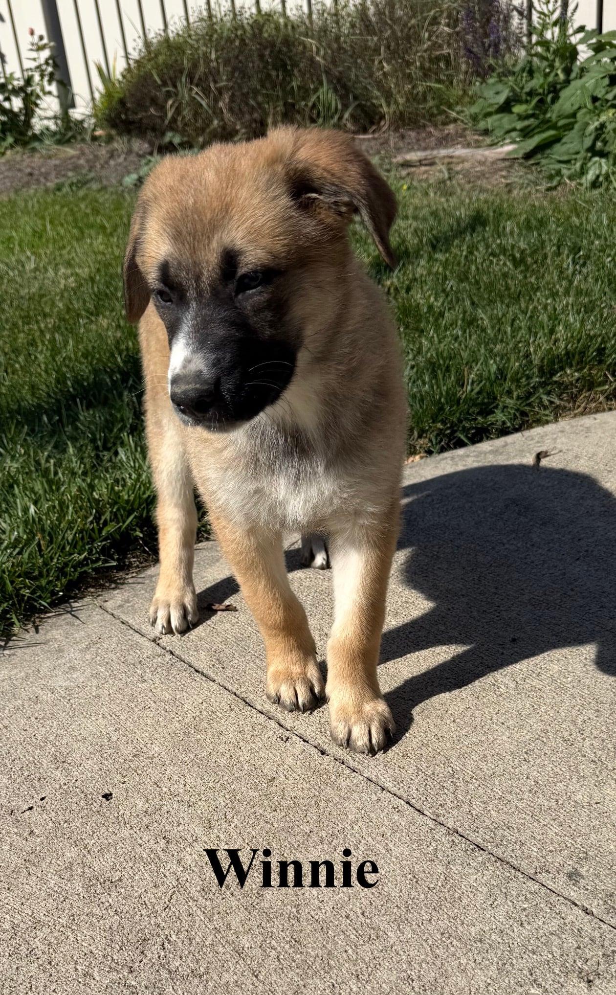 Enlarge Winnie, a Adopted mixed breed in Celina, OH image 2/4