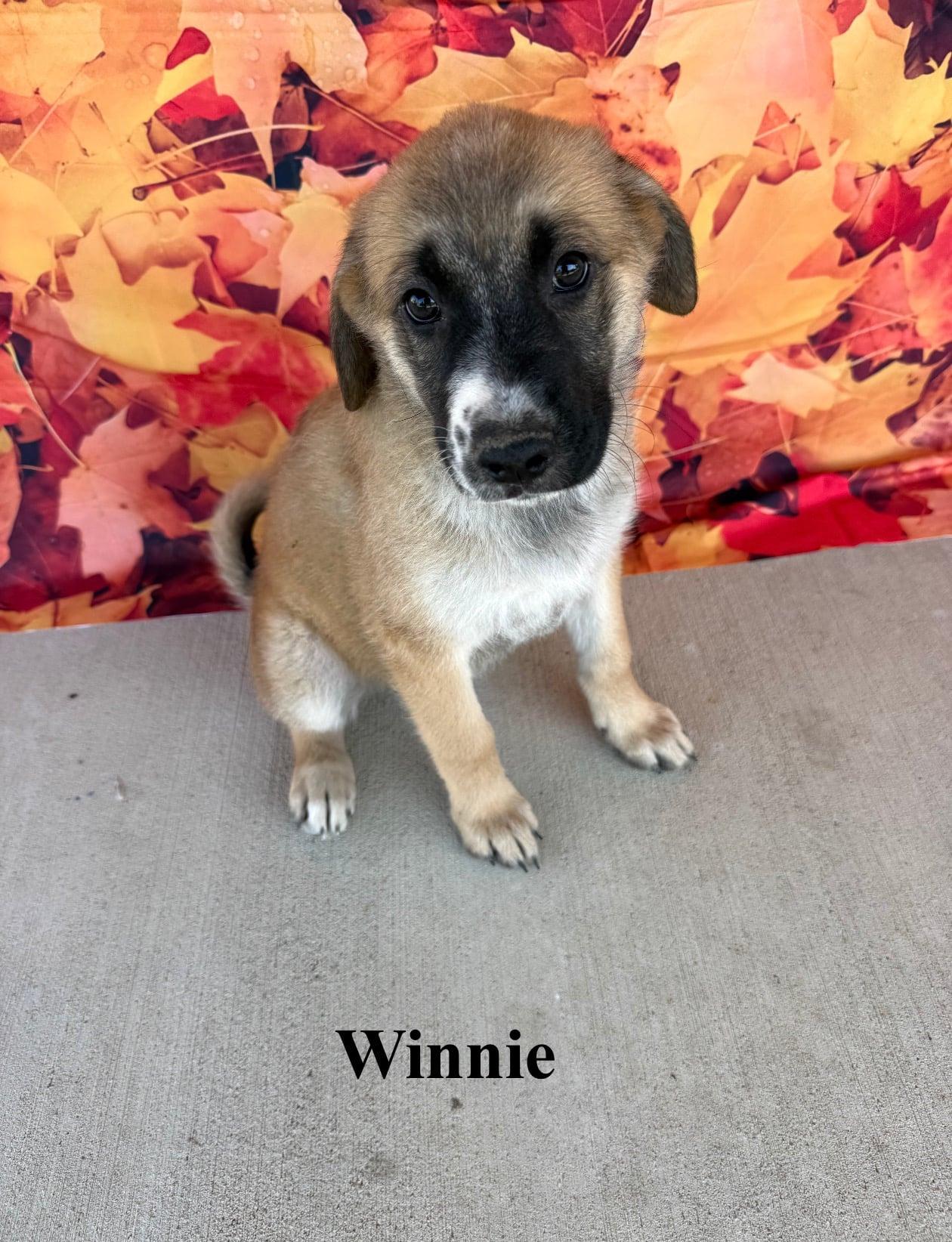Winnie, Adopted, Puppy Female Shepherd.