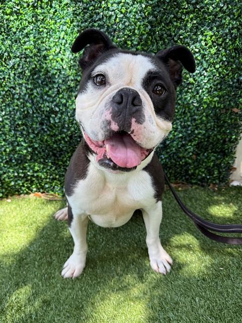 Enlarge HUCK, a Adoptable English Bulldog in Naples, FL image 1/1