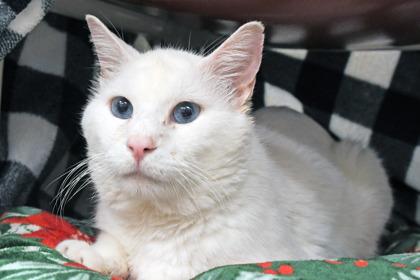Stingray, Adoptable, Adult Male Domestic Short Hair & Domestic Short Hair.