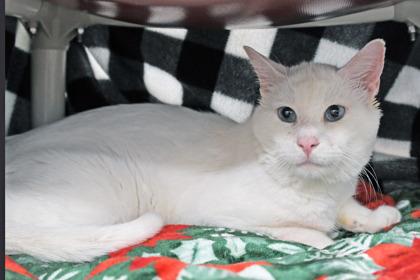 Enlarge Stingray, a Adoptable mixed breed in Scotia, NY image 2/3