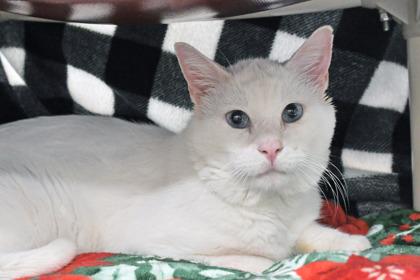Enlarge Stingray, a Adoptable mixed breed in Scotia, NY image 3/3