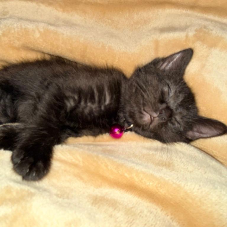 Daphne (Bridgertons), a Adoptable Domestic Short Hair in Charlotte, NC image 1/6