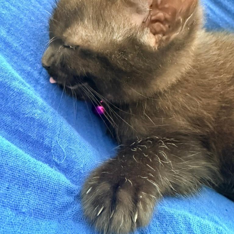 Daphne (Bridgertons), a Adoptable Domestic Short Hair in Charlotte, NC image 3/6