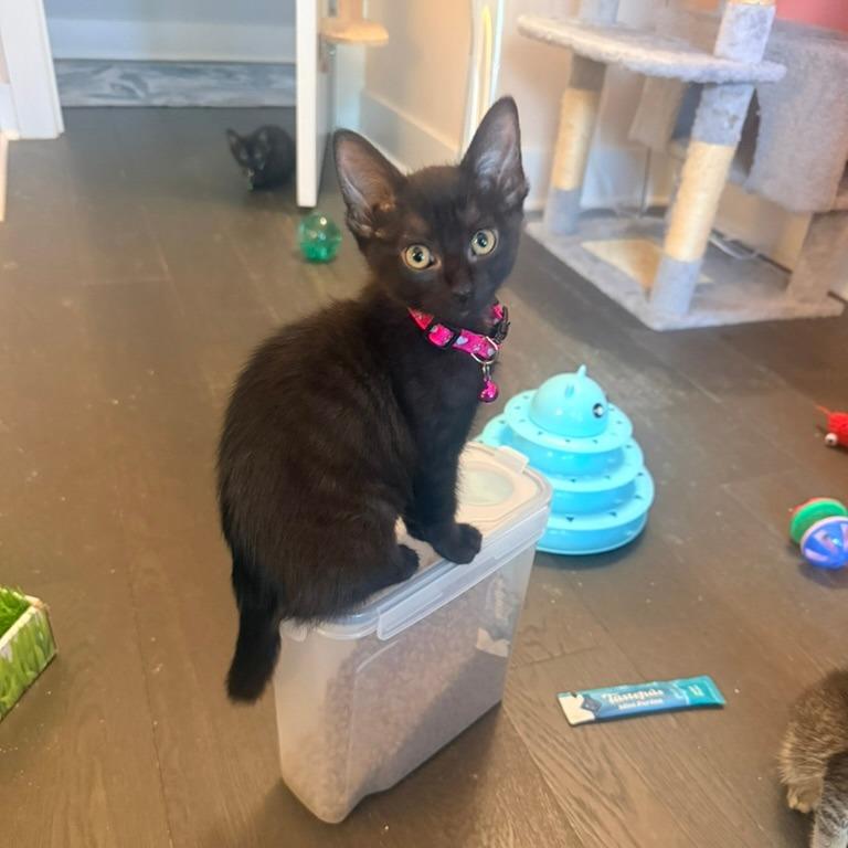 Daphne (Bridgertons), a Adoptable Domestic Short Hair in Charlotte, NC image 4/6