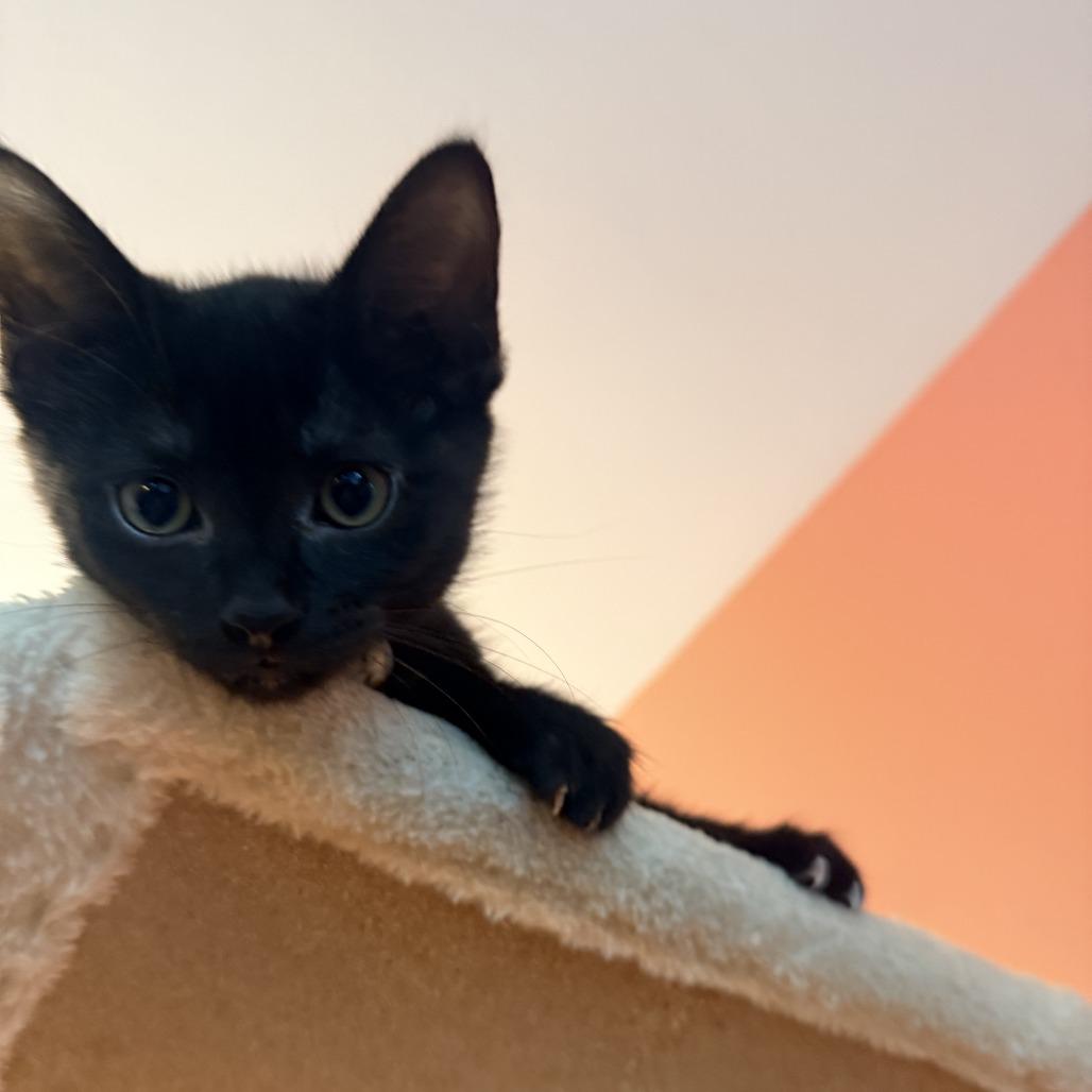 Daphne (Bridgertons), a Adoptable Domestic Short Hair in Charlotte, NC image 5/6