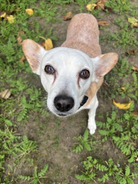 TONY, Adoptable, Adult Male Chihuahua.