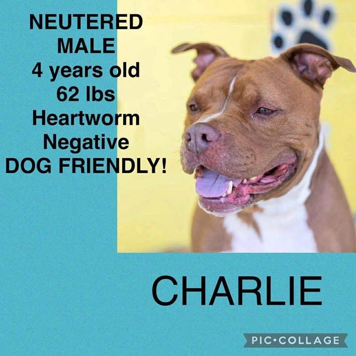 Charlie, Adopted, Adult Male American Staffordshire Terrier.