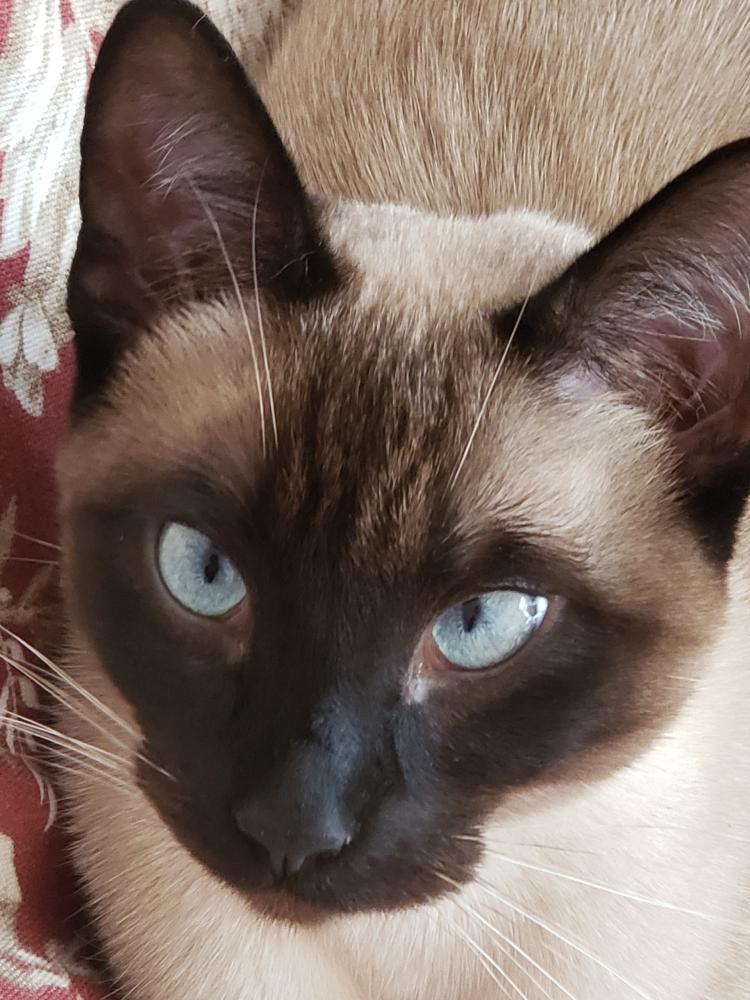 Jelly Bean, Adoptable, Young Male Siamese.