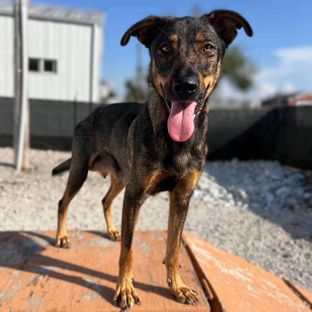 Bonnie/mom, Adoptable, Adult Female German Shepherd Dog & Mixed Breed.
