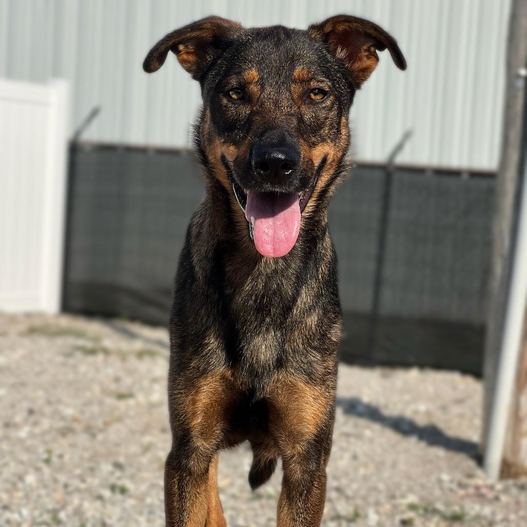 Enlarge Bonnie/mom, a Adoptable mixed breed in St. Peters, MO image 2/4