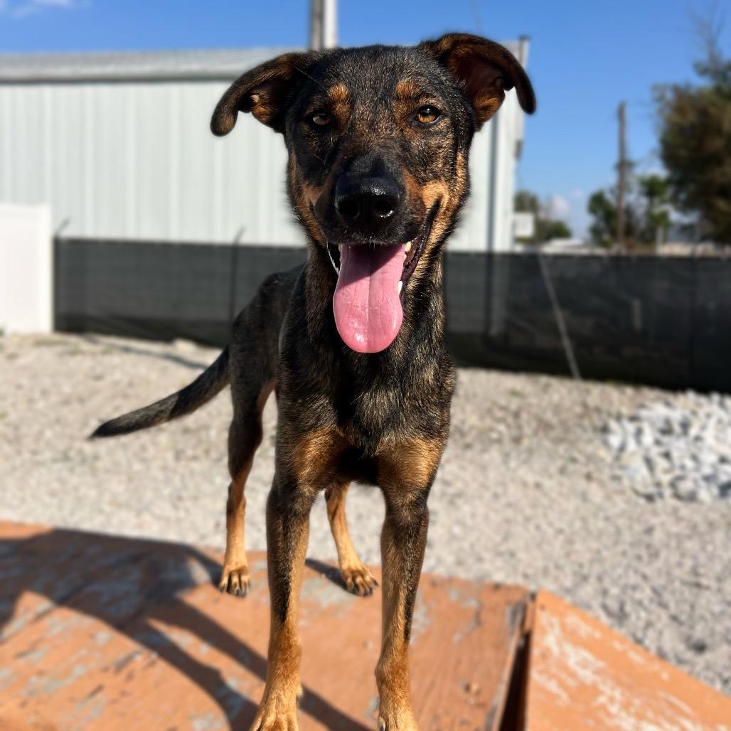 Enlarge Bonnie/mom, a Adoptable mixed breed in St. Peters, MO image 3/4
