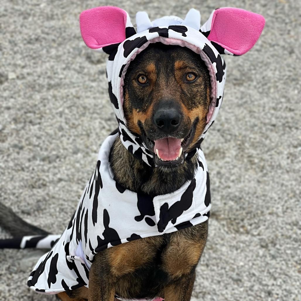 Enlarge Bonnie/mom, a Adoptable mixed breed in St. Peters, MO image 4/4