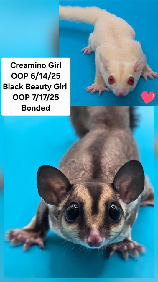 Enlarge Rose & Hershey, an adopted Sugar Glider in South Elgin, IL image 1/1