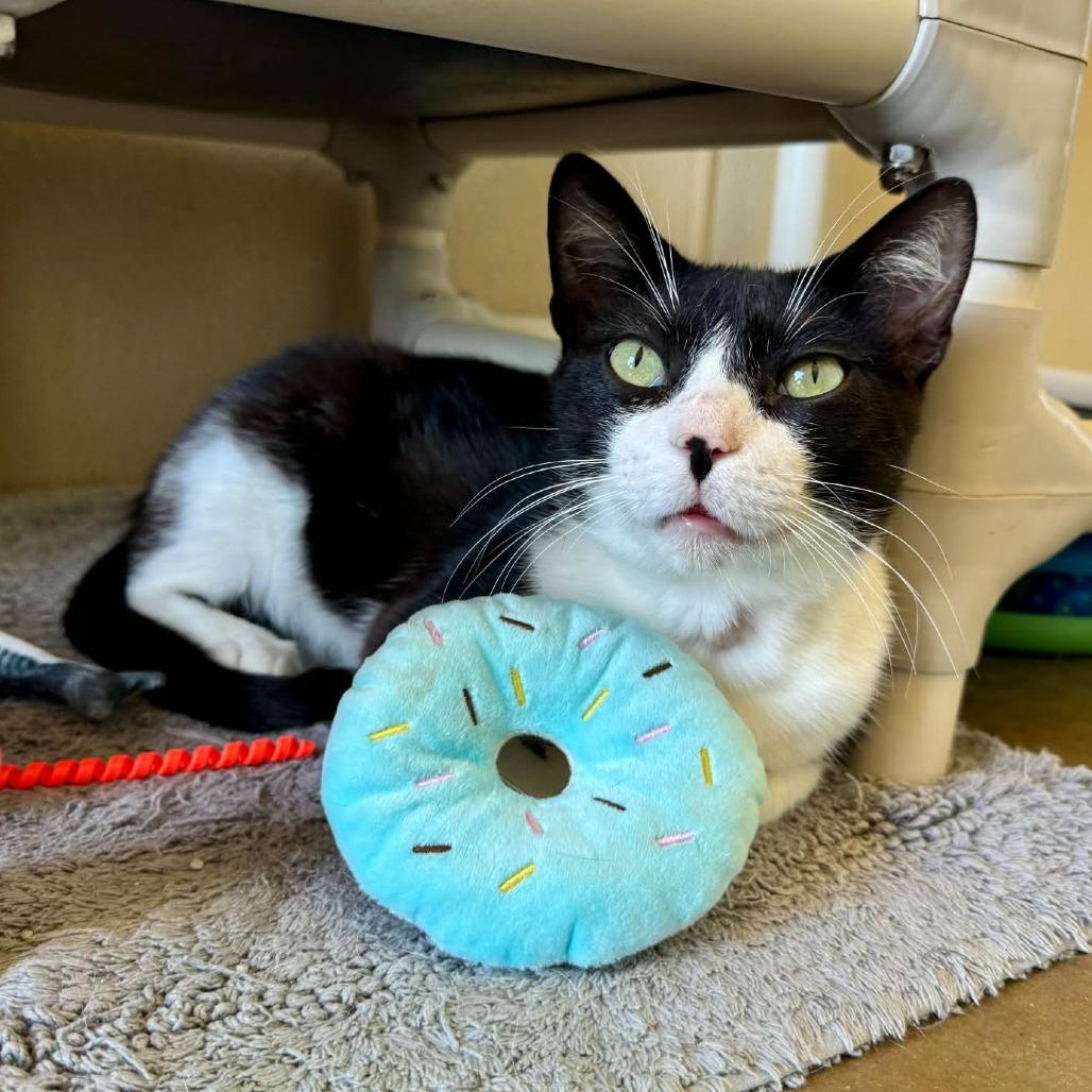 Sylvester, Adoptable, Adult Male Domestic Short Hair.