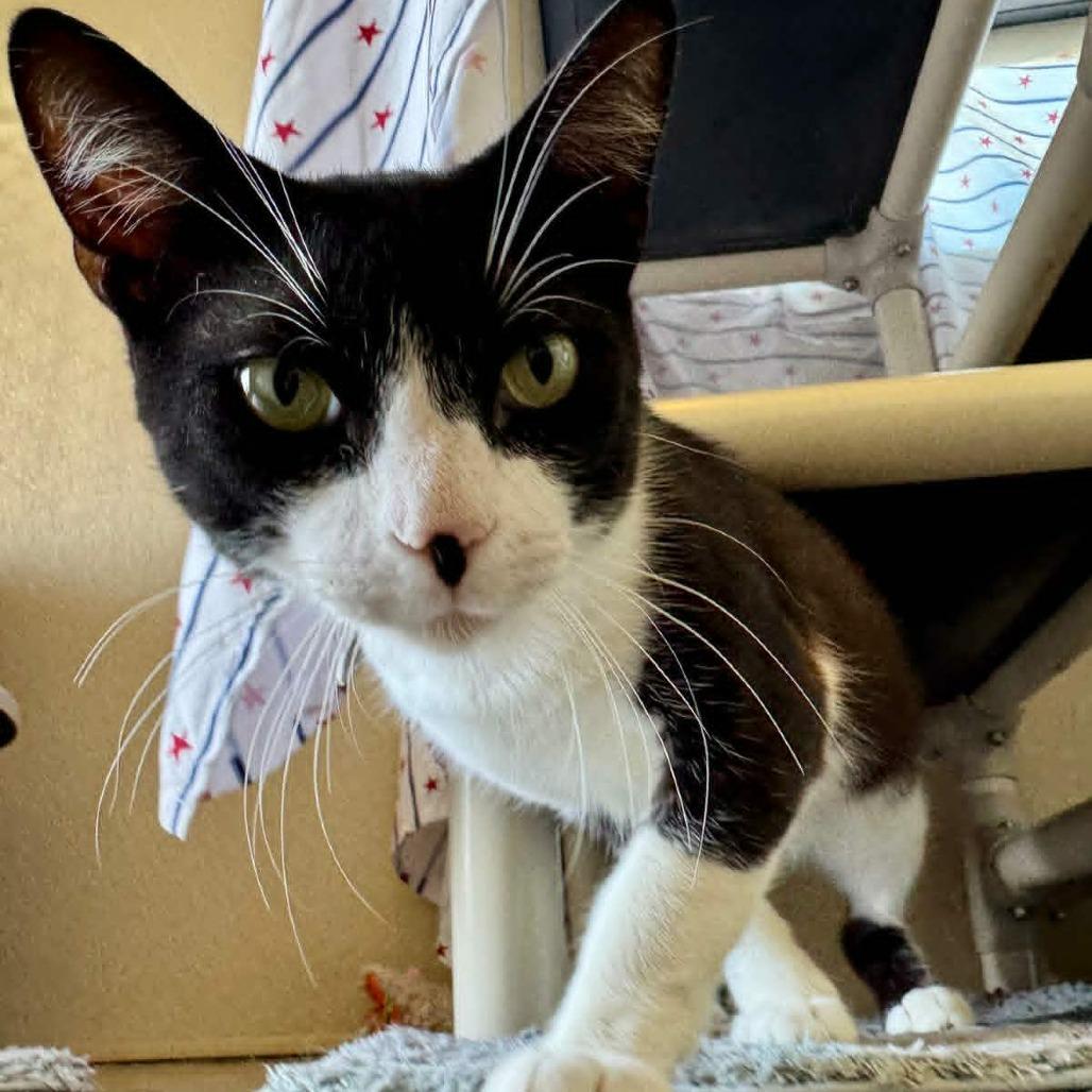 Sylvester, a Adoptable Domestic Short Hair in Fredericksburg, TX image 2/6