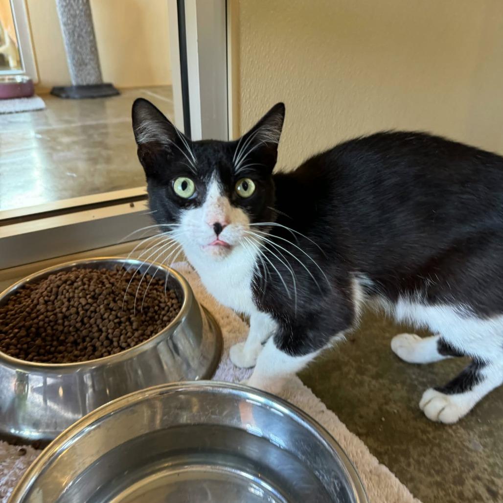 Sylvester, a Adoptable Domestic Short Hair in Fredericksburg, TX image 3/6