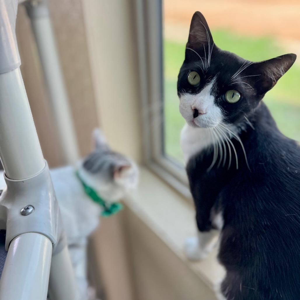 Sylvester, a Adoptable Domestic Short Hair in Fredericksburg, TX image 4/6