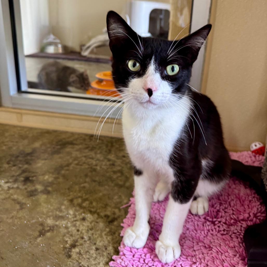 Sylvester, a Adoptable Domestic Short Hair in Fredericksburg, TX image 5/6