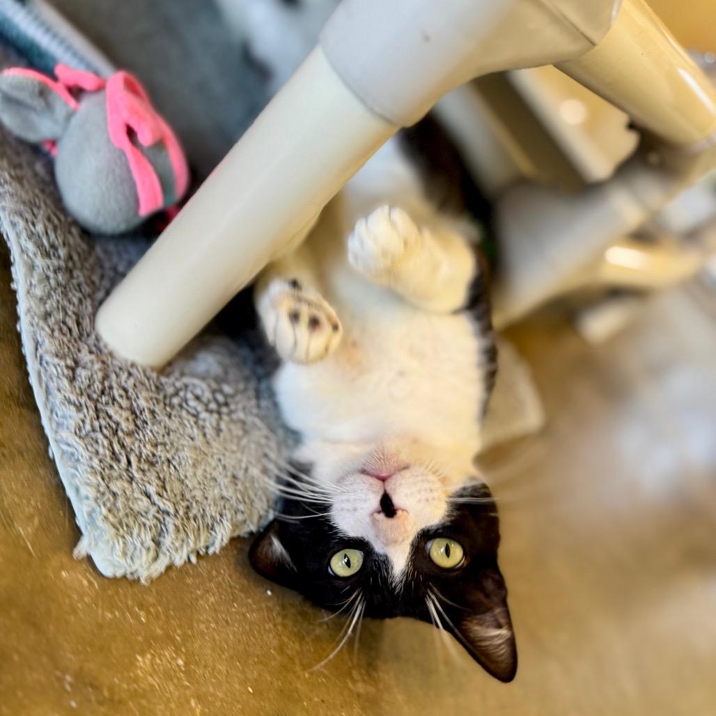 Sylvester, a Adoptable Domestic Short Hair in Fredericksburg, TX image 6/6