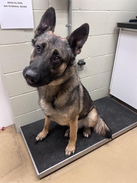 BRUTUS, Adoptable, Young Male German Shepherd Dog.