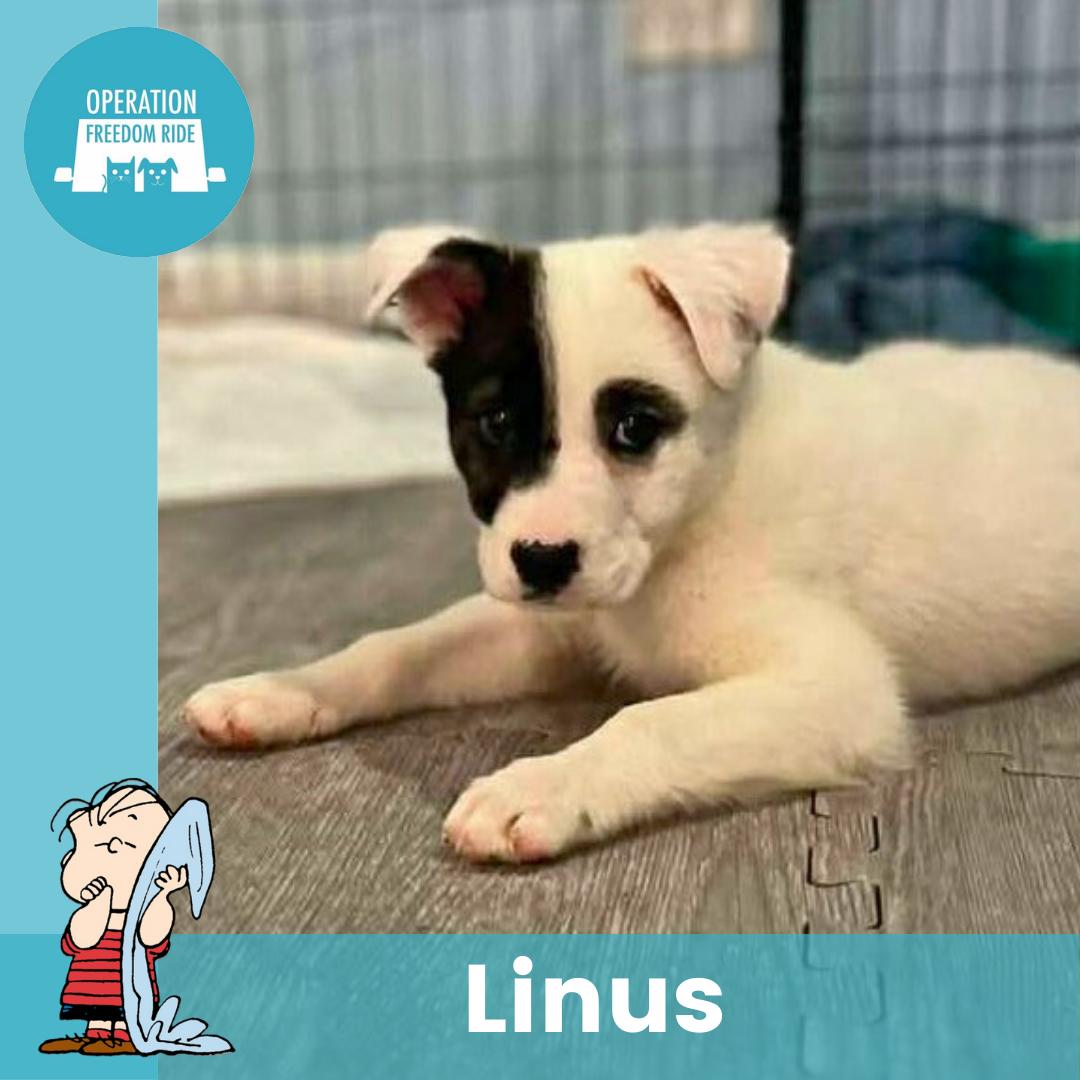 Linus, ADOPTABLE, Puppy Male Mixed Breed.