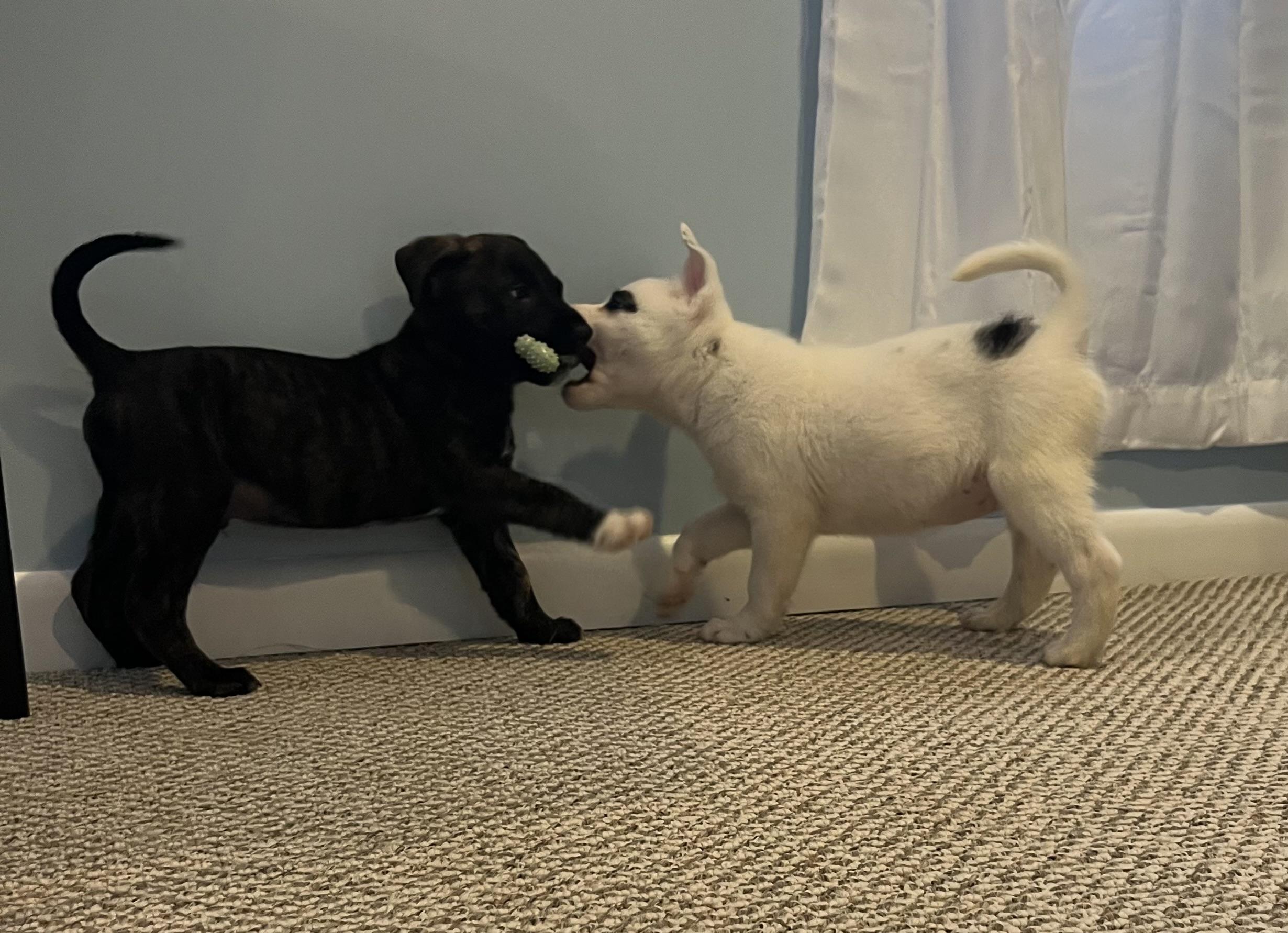 Enlarge Linus, an adopted Mixed Breed in Rochester , NY image 4/5