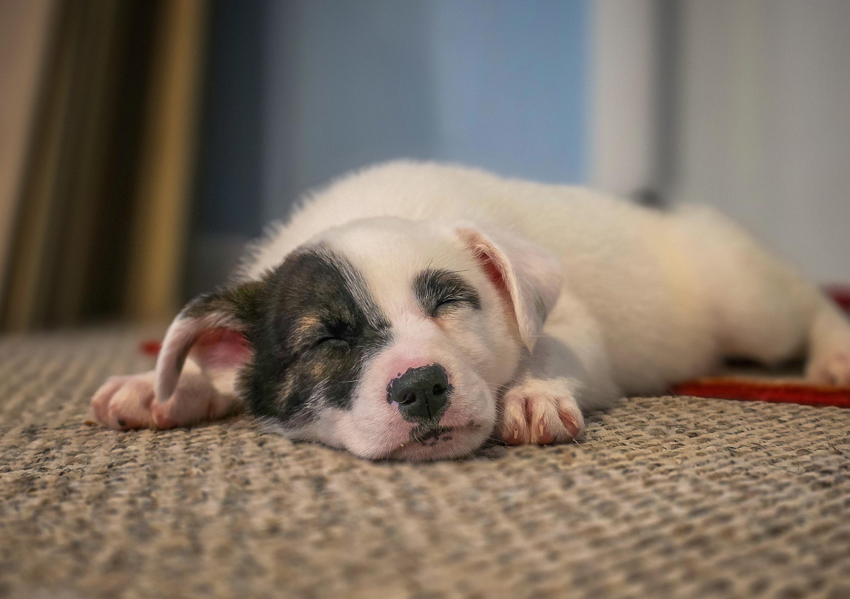 Enlarge Linus, an adopted Mixed Breed in Rochester , NY image 5/5