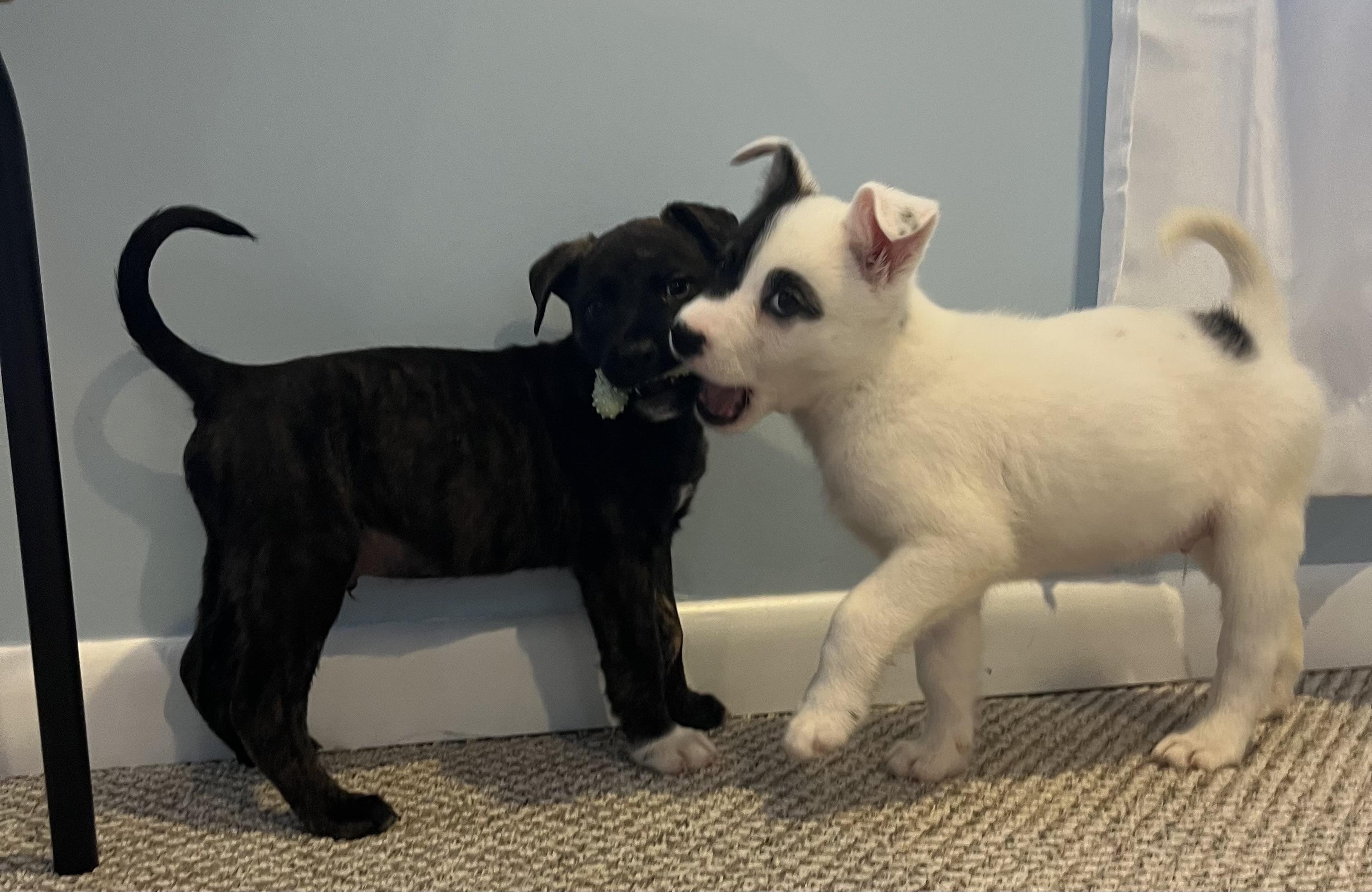 Enlarge Linus, an adopted Mixed Breed in Rochester , NY image 3/5