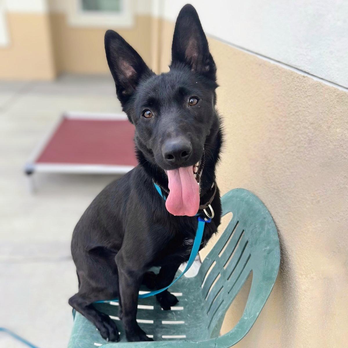 Napa, Adoptable, Young Female German Shepherd Dog.