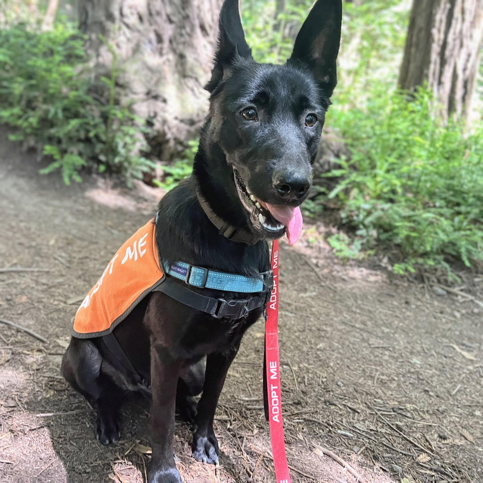 Napa, Adoptable, Young Female German Shepherd Dog.