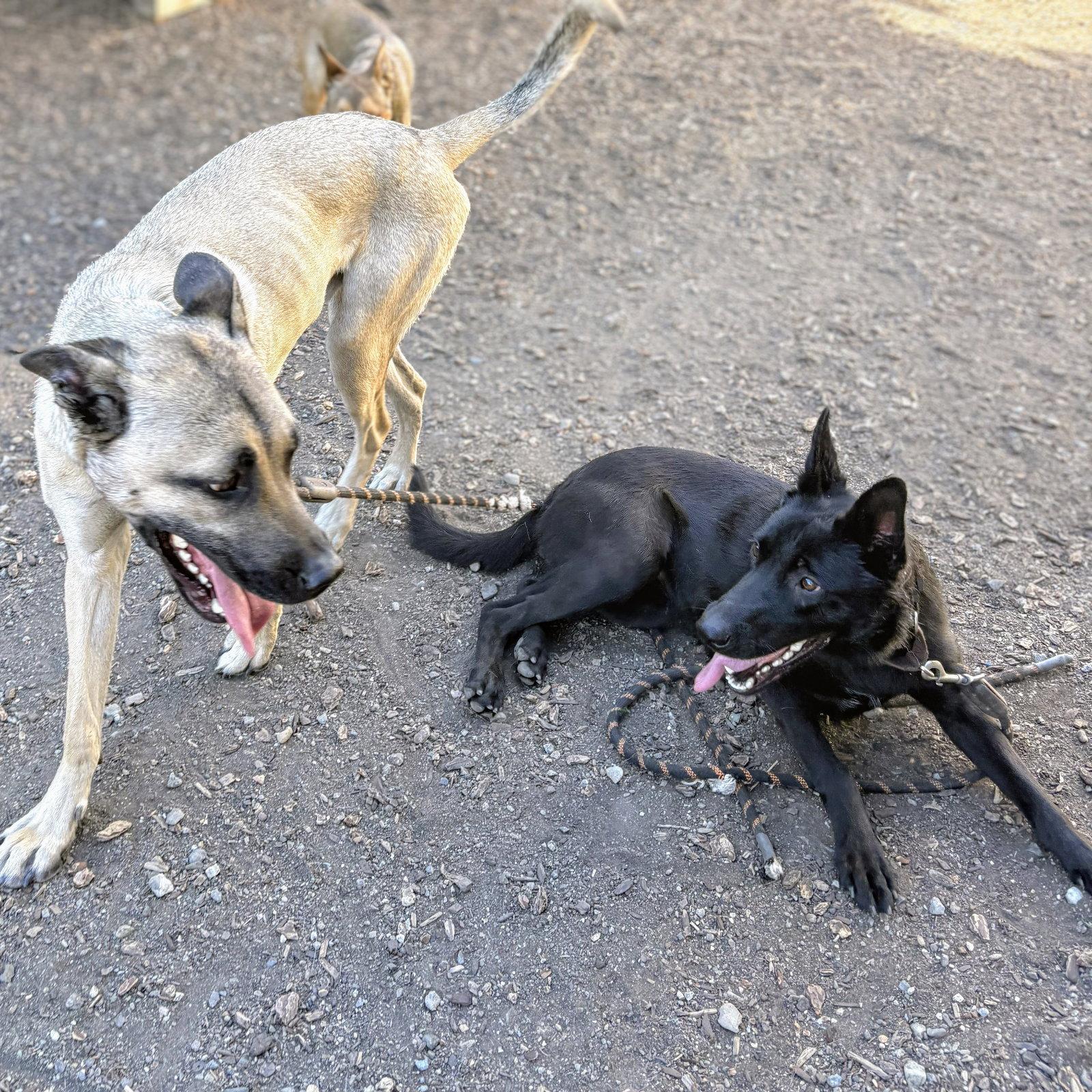 Enlarge Napa, a Adoptable German Shepherd Dog in Oakland, CA image 2/3