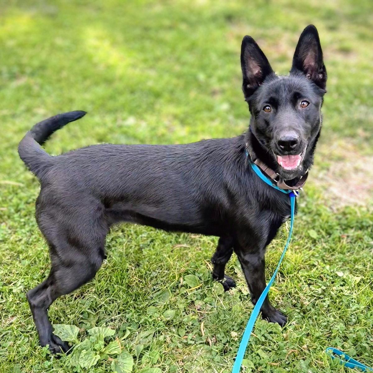 Enlarge Napa, a Adoptable German Shepherd Dog in Oakland, CA image 3/3